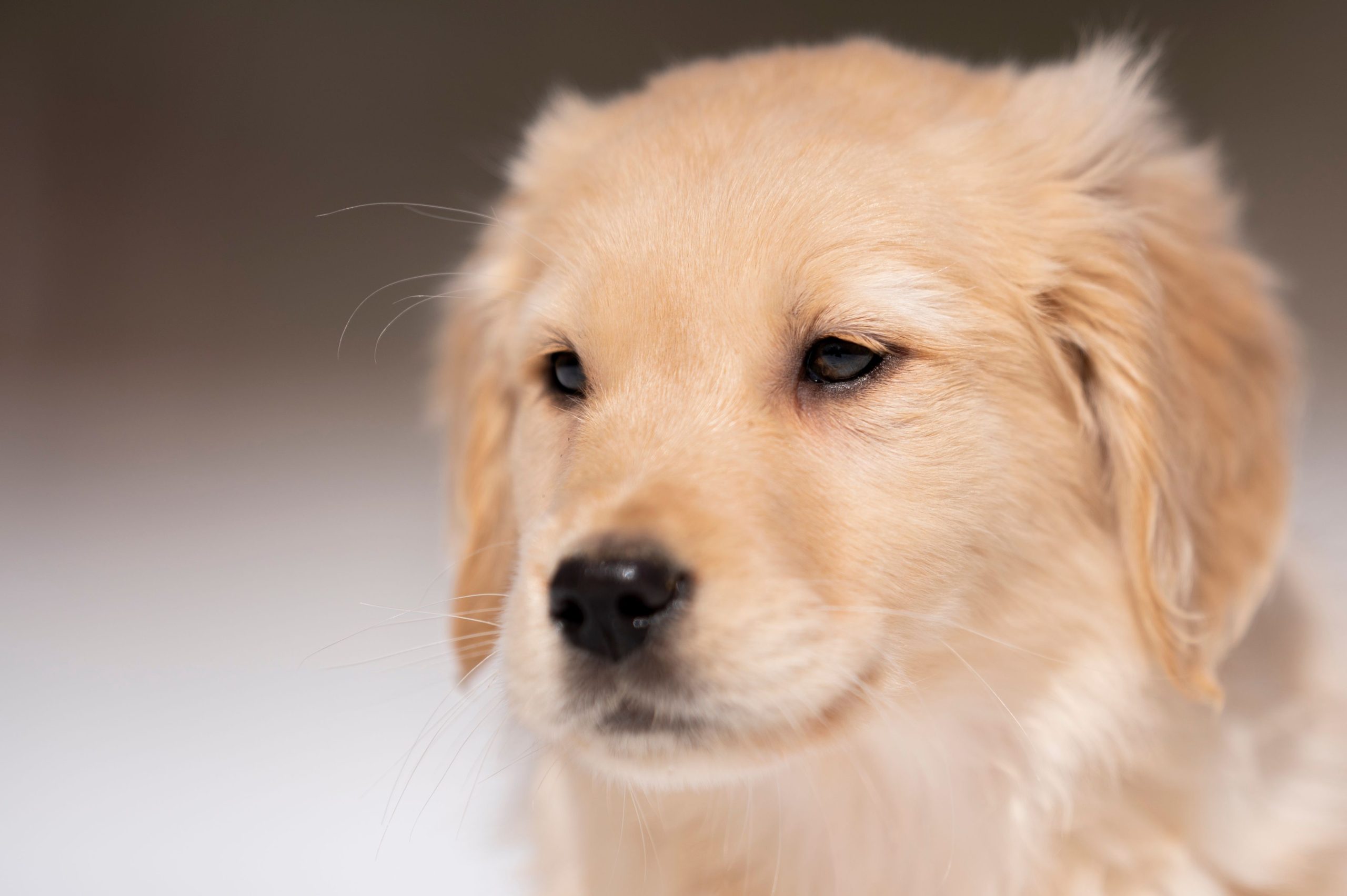 A closeup shot of an adorable Golden Retriever puppy in the snow.