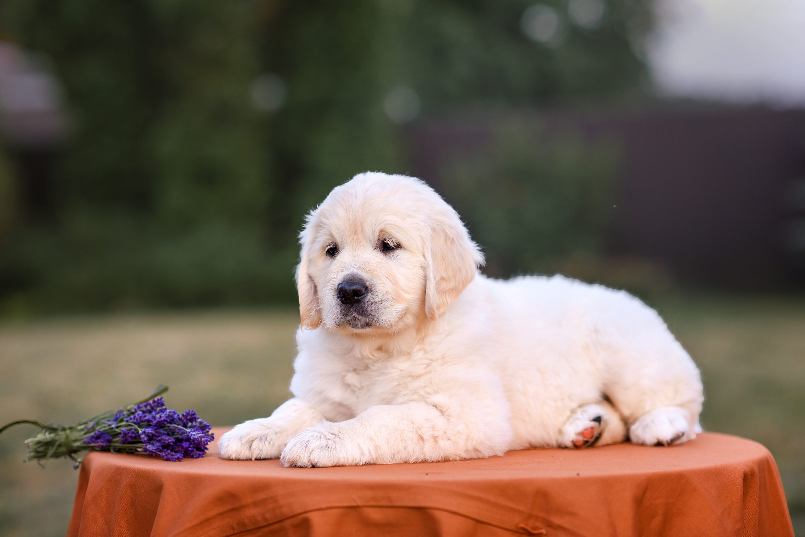 small-dog-puppy-golden-retriever-labrador-walking-2024-12-07-14-22-44-utc