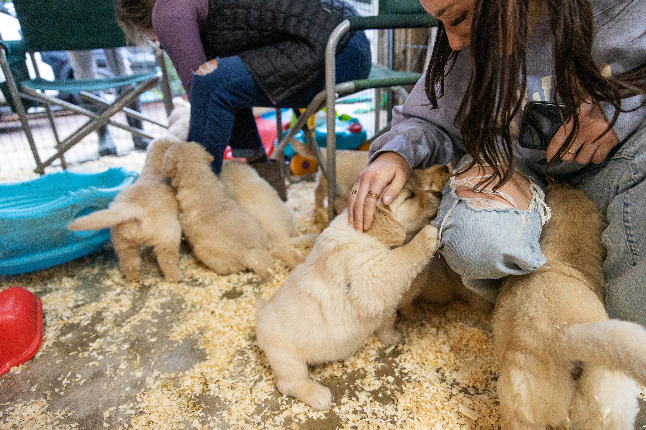 teenage-girl-with-a-litter-of-golden-retriever-pup-2025-01-08-02-58-52-utc